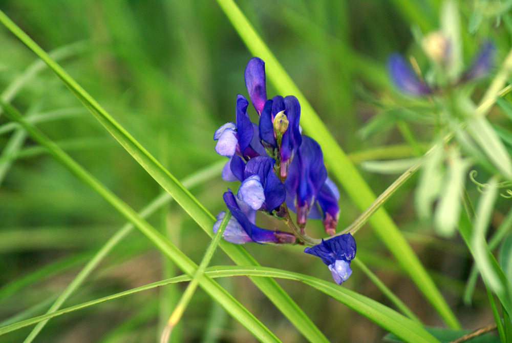 Vicia onobrychioides / Veccia astragalina