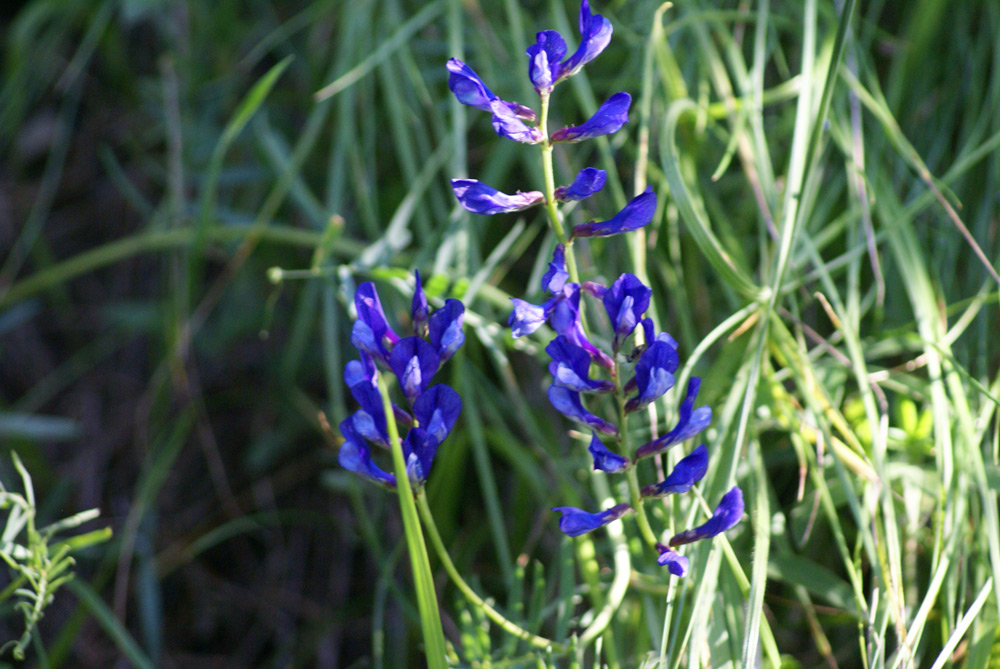 Vicia onobrychioides / Veccia astragalina