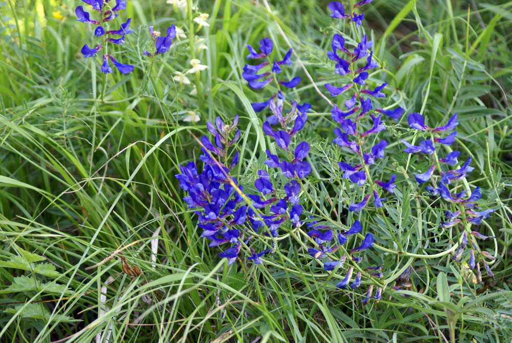 Vicia onobrychioides / Veccia astragalina