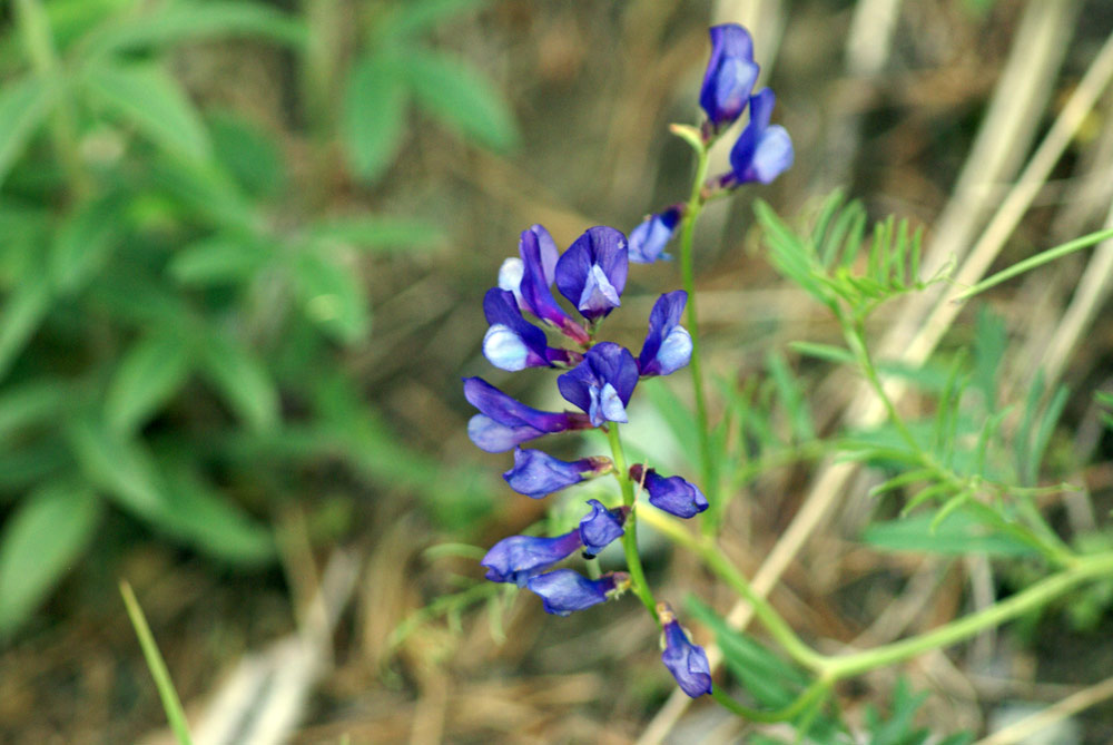 Vicia onobrychioides / Veccia astragalina