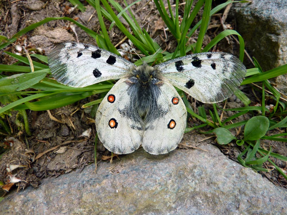 Parnassius apollo