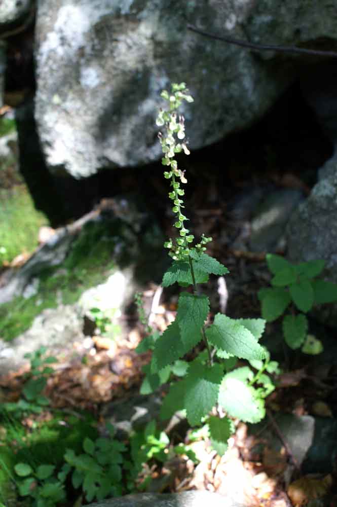 Teucrium scorodonia