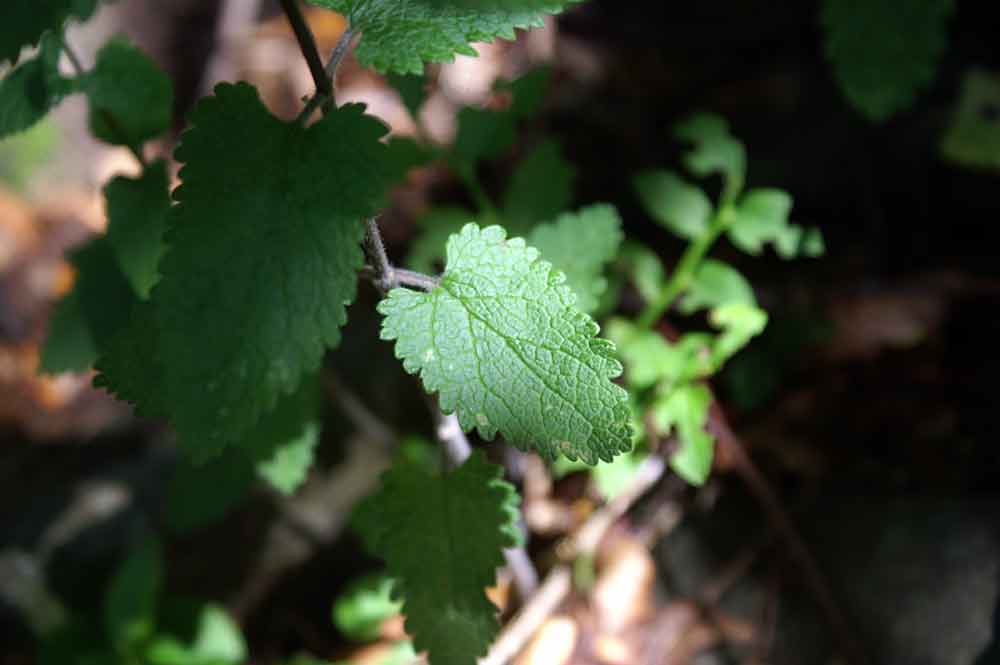 Teucrium scorodonia