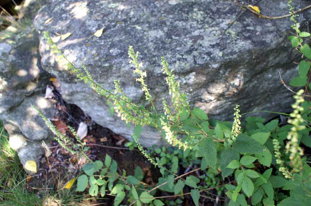 Teucrium scorodonia