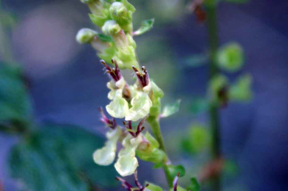 Teucrium scorodonia