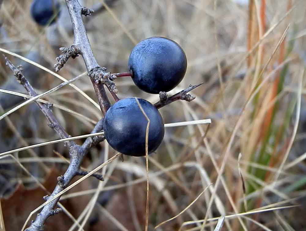 Bacche - No, drupe: Prunus spinosa