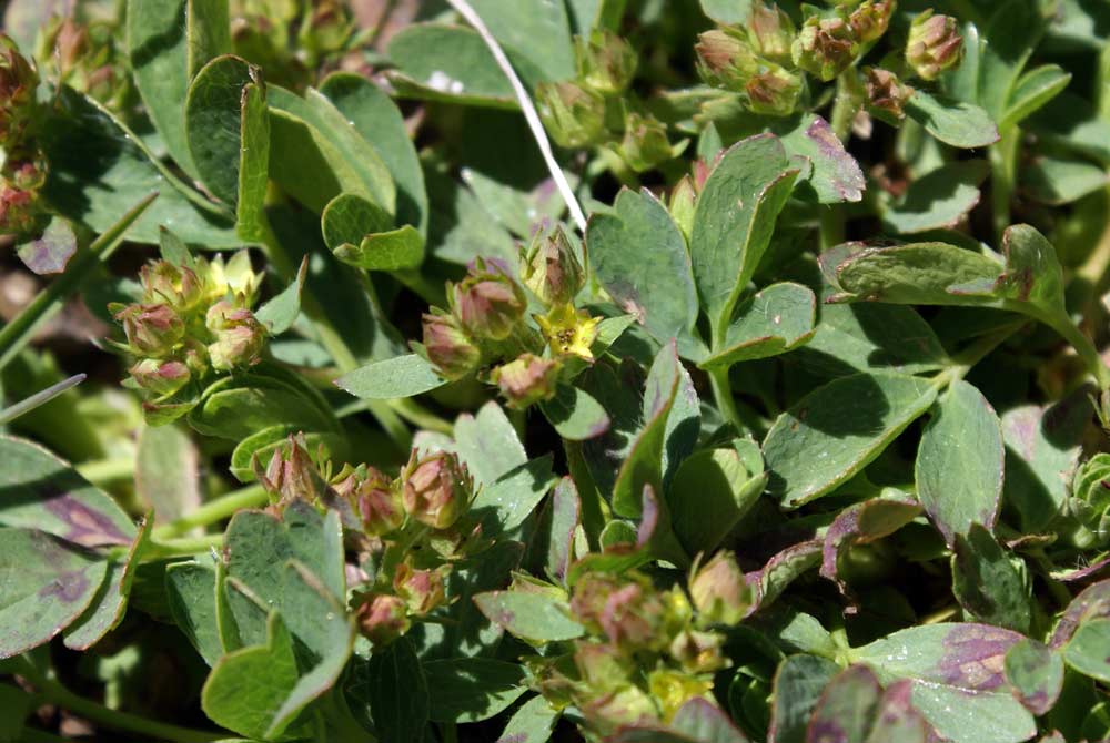 Sibbaldia procumbens / Sibbaldia