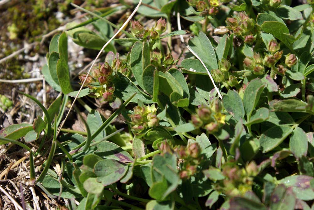 Sibbaldia procumbens / Sibbaldia