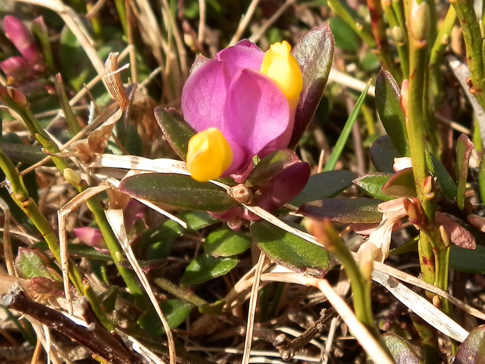 Polygala chamaebuxus