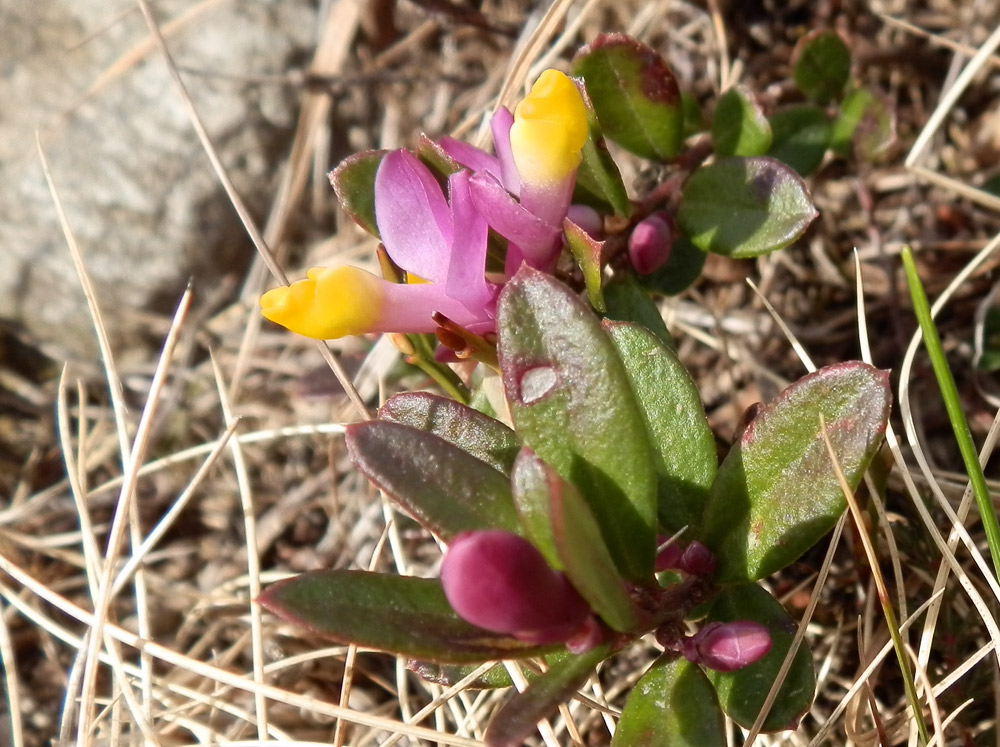 Polygala chamaebuxus