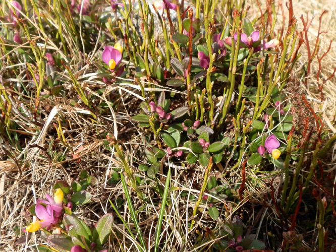 Polygala chamaebuxus