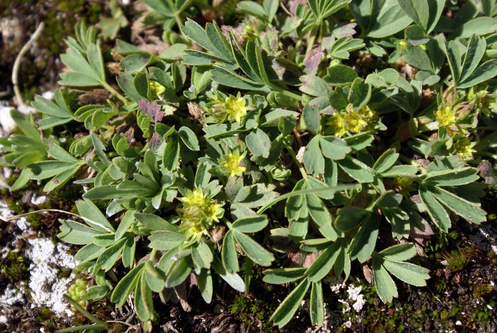 Sibbaldia procumbens / Sibbaldia