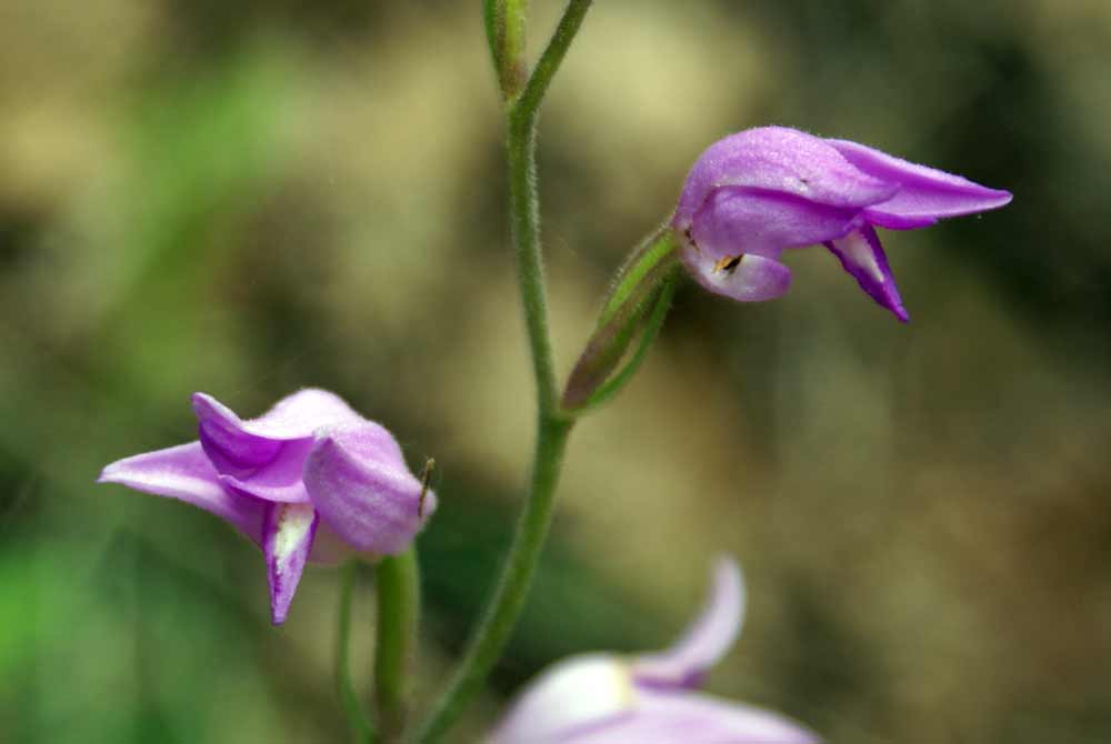 Appennino umbro - Cephalanthera rubra