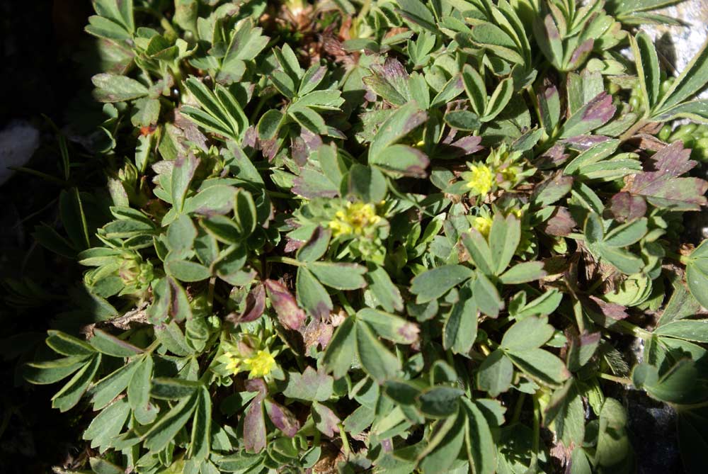 Sibbaldia procumbens / Sibbaldia