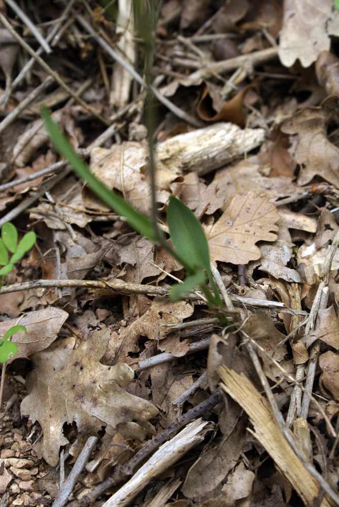 Appennino umbro - Cephalanthera rubra