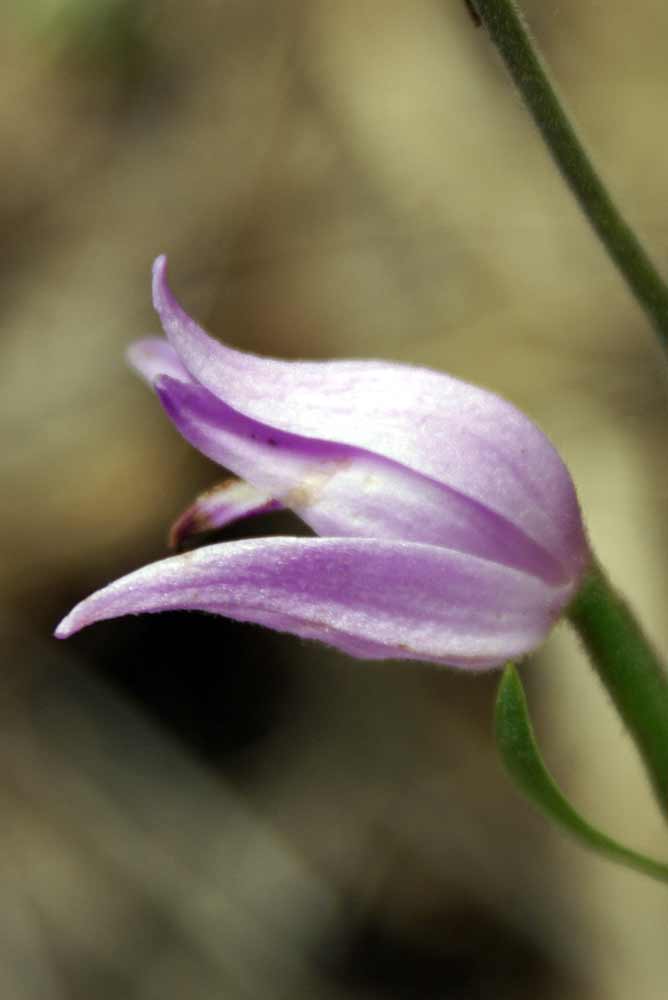 Appennino umbro - Cephalanthera rubra