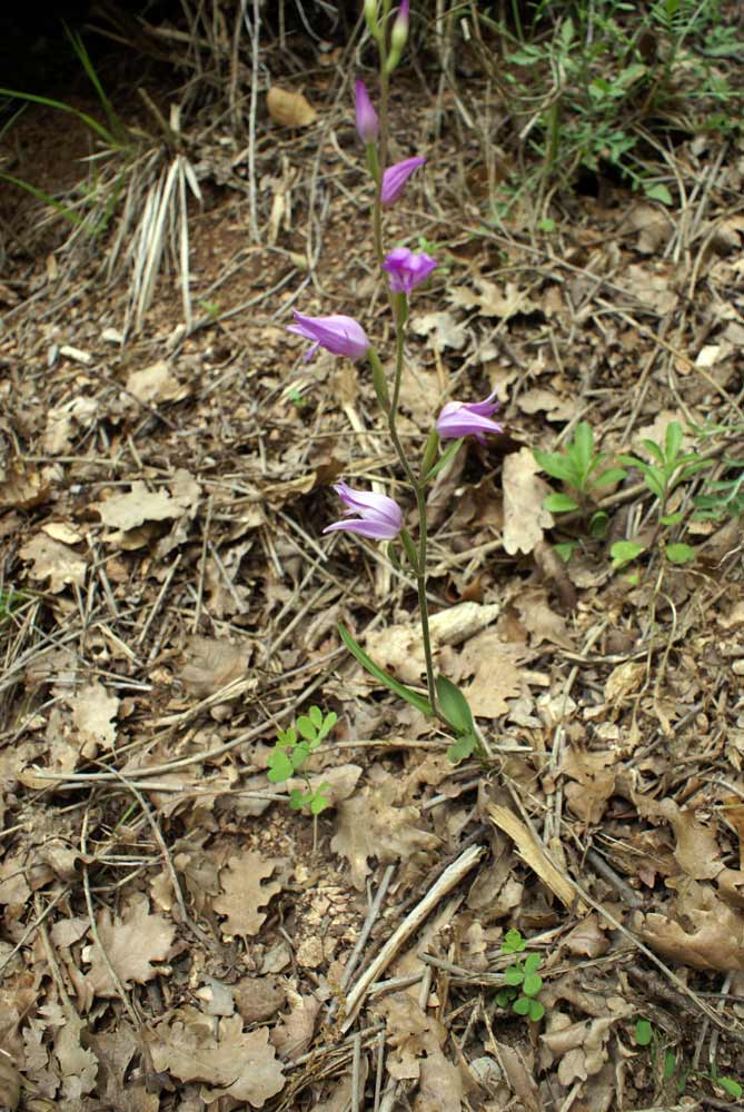 Appennino umbro - Cephalanthera rubra