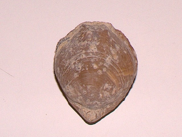 Terebratula