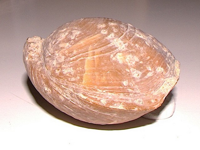 Terebratula