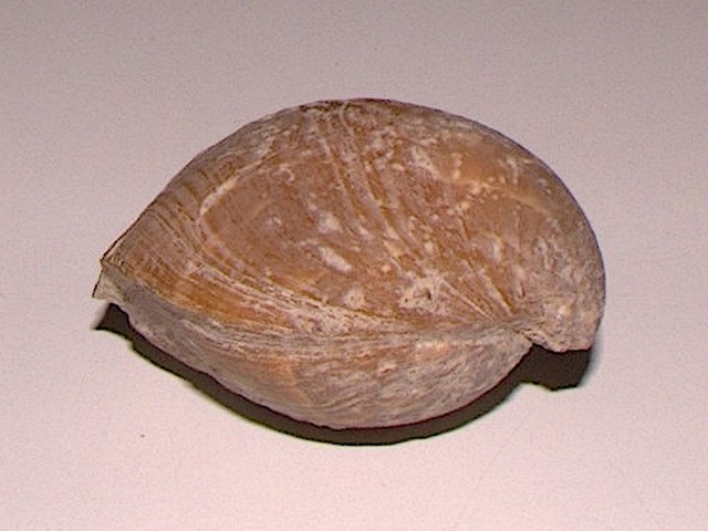 Terebratula