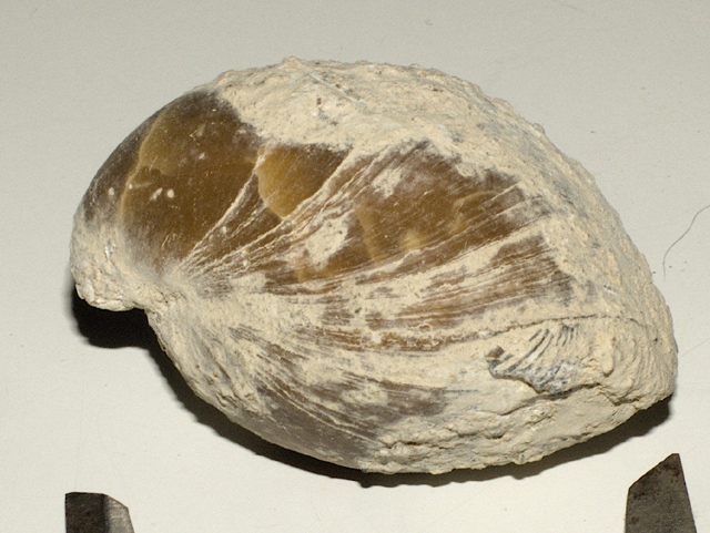 Terebratula