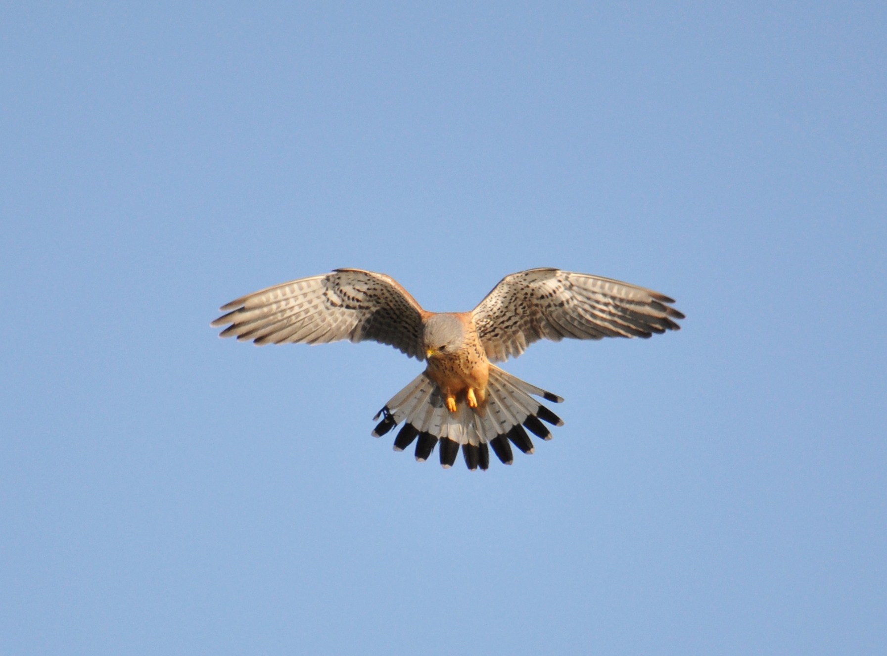 Identificazione rapace