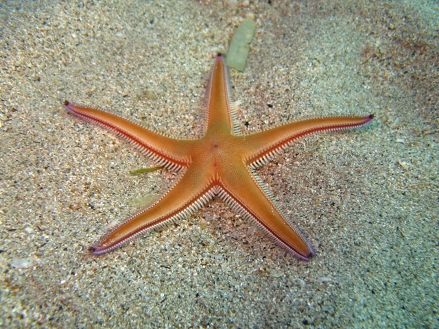 Astropecten bispinosus (Otto, 1823)