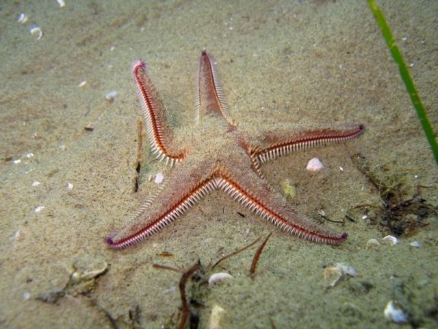 Astropecten bispinosus (Otto, 1823)