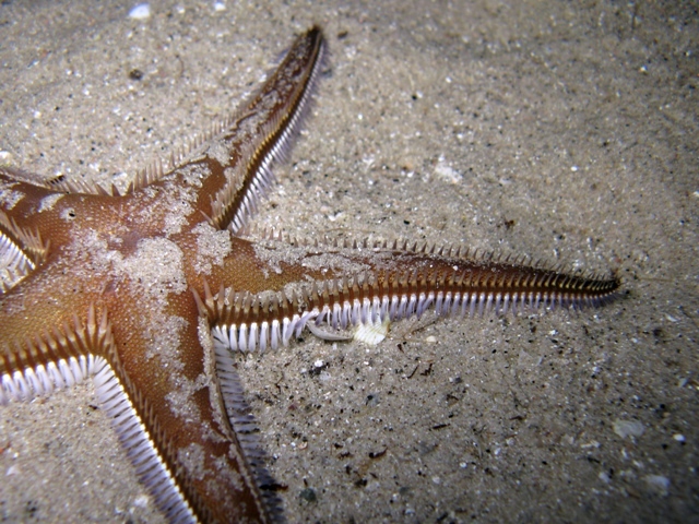 Astropecten bispinosus (Otto, 1823)