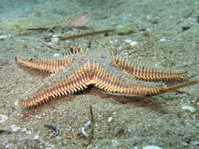 Astropecten platyacanthus (Philippi, 1837)