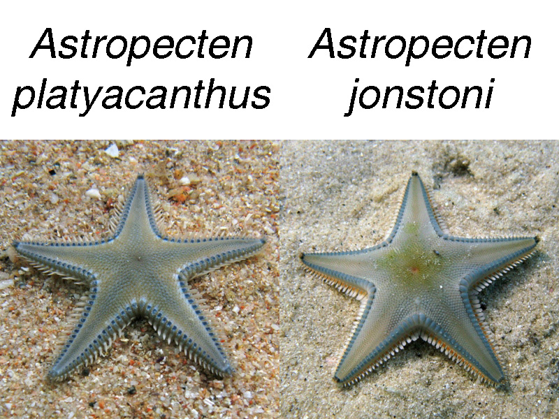 Astropecten platyacanthus (Philippi, 1837)