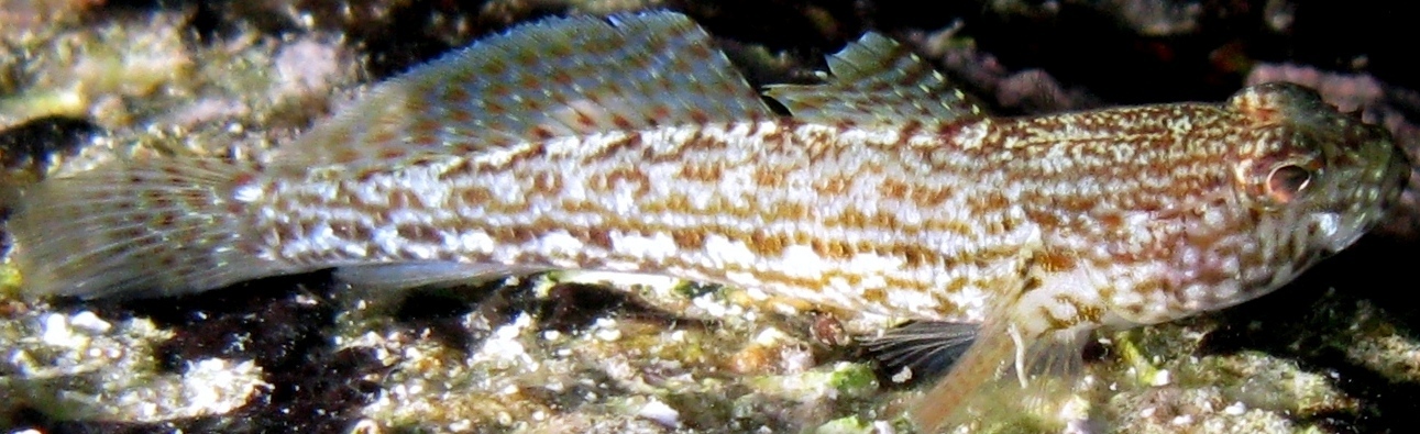 Gobius cf. fallax