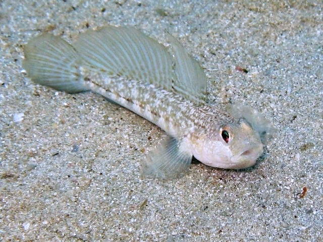 Gobius roulei (De Buen, 1928)