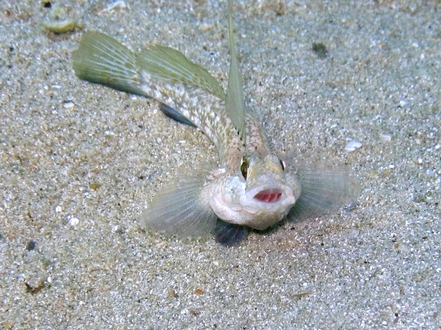 Gobius roulei (De Buen, 1928)