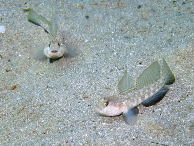 Gobius roulei (De Buen, 1928)