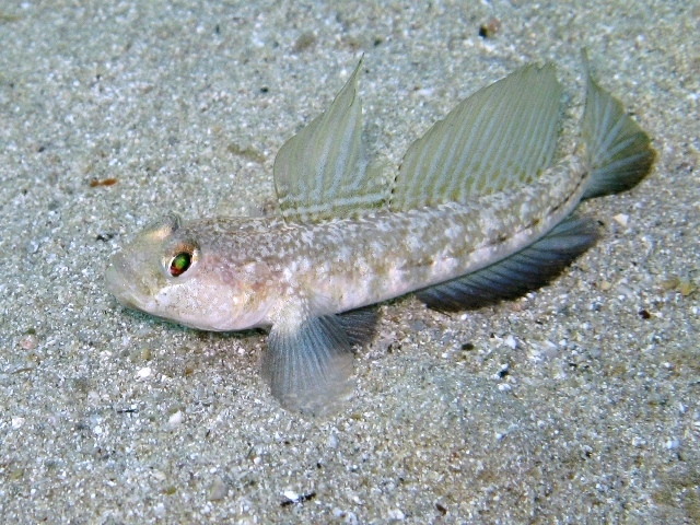 Gobius roulei (De Buen, 1928)