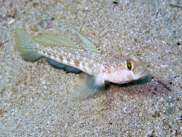 Gobius roulei (De Buen, 1928)