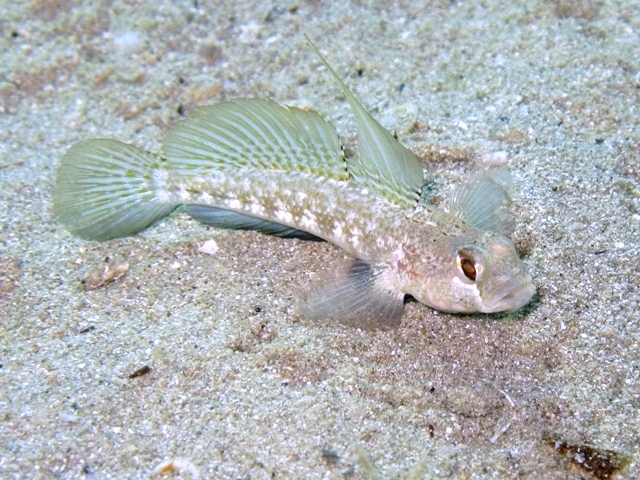 Gobius roulei (De Buen, 1928)