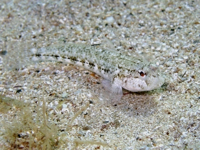 Gobius roulei (De Buen, 1928)