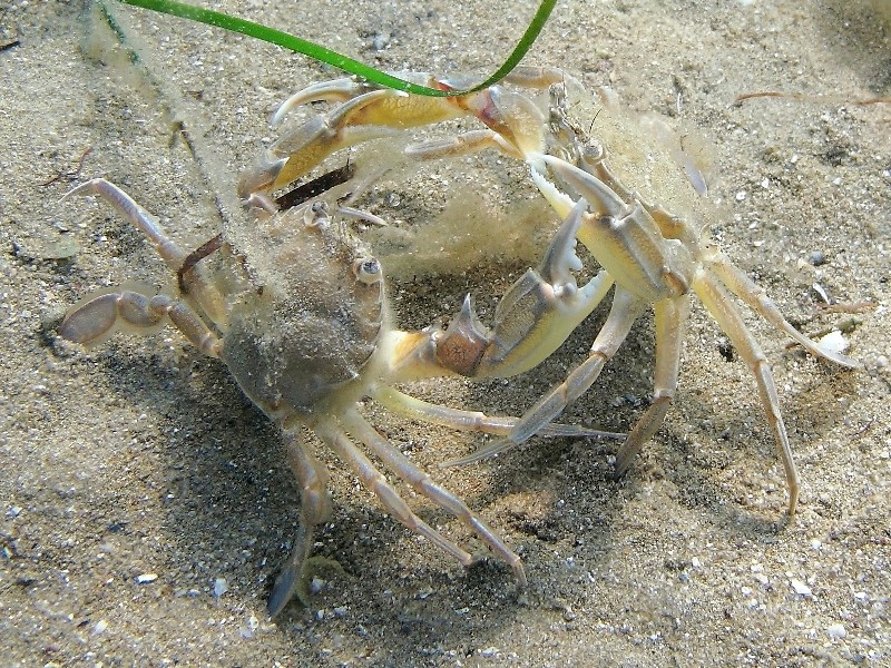 Liocarcinus vernalis