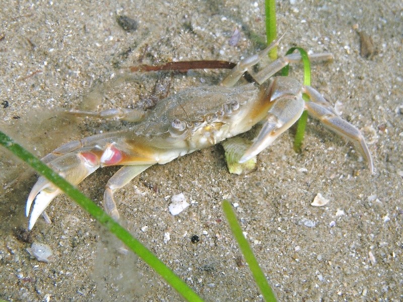 Liocarcinus vernalis