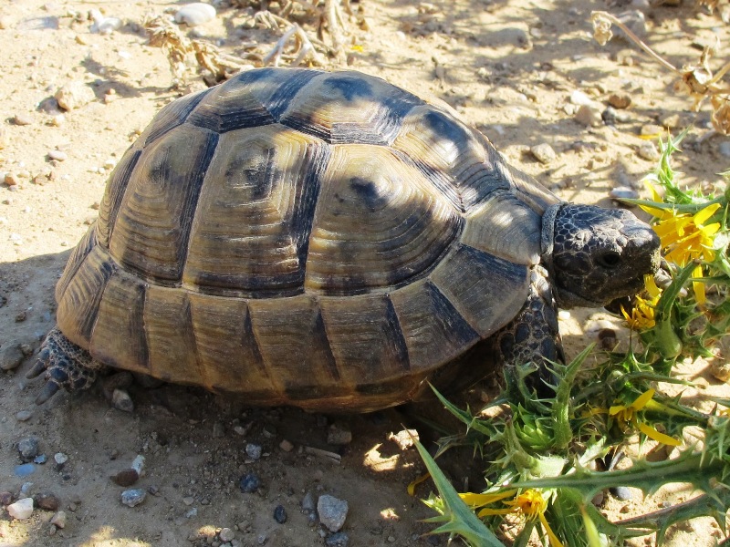 Testuggini (Testudo graeca)