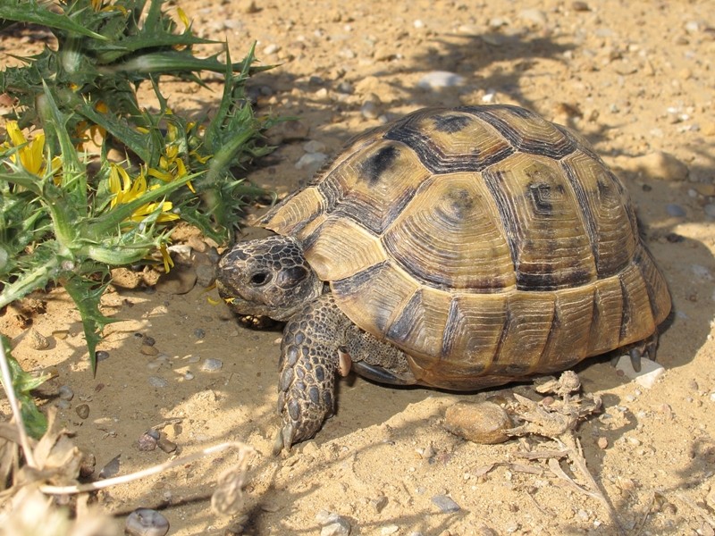 Testuggini (Testudo graeca)