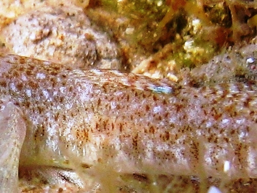 Pomatoschistus cf. marmoratus