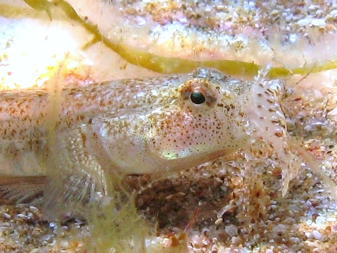 Pomatoschistus cf. marmoratus