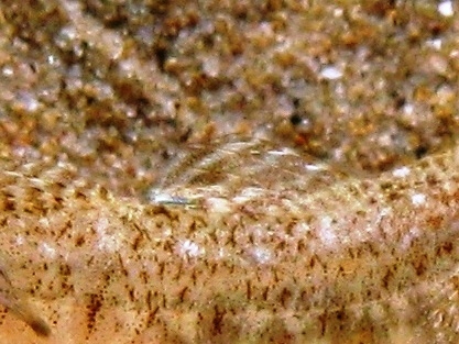 Pomatoschistus cf. marmoratus