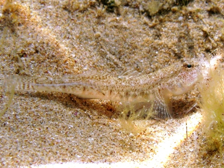 Pomatoschistus cf. marmoratus