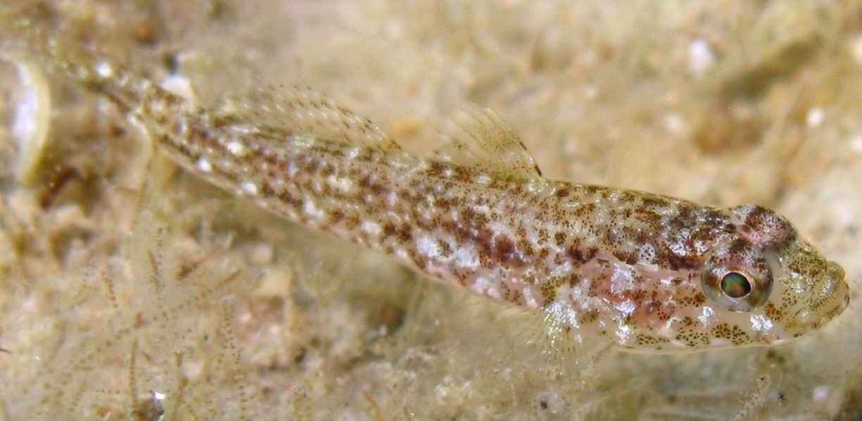 juvenile Gobius cruentatus