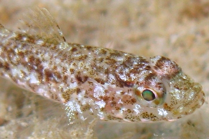 juvenile Gobius cruentatus