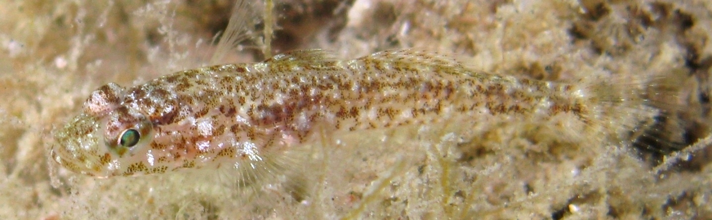 juvenile Gobius cruentatus